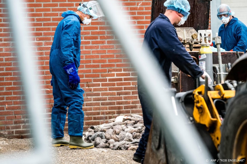 Weer coronavirus gevonden op Brabantse nertsenfokkerij