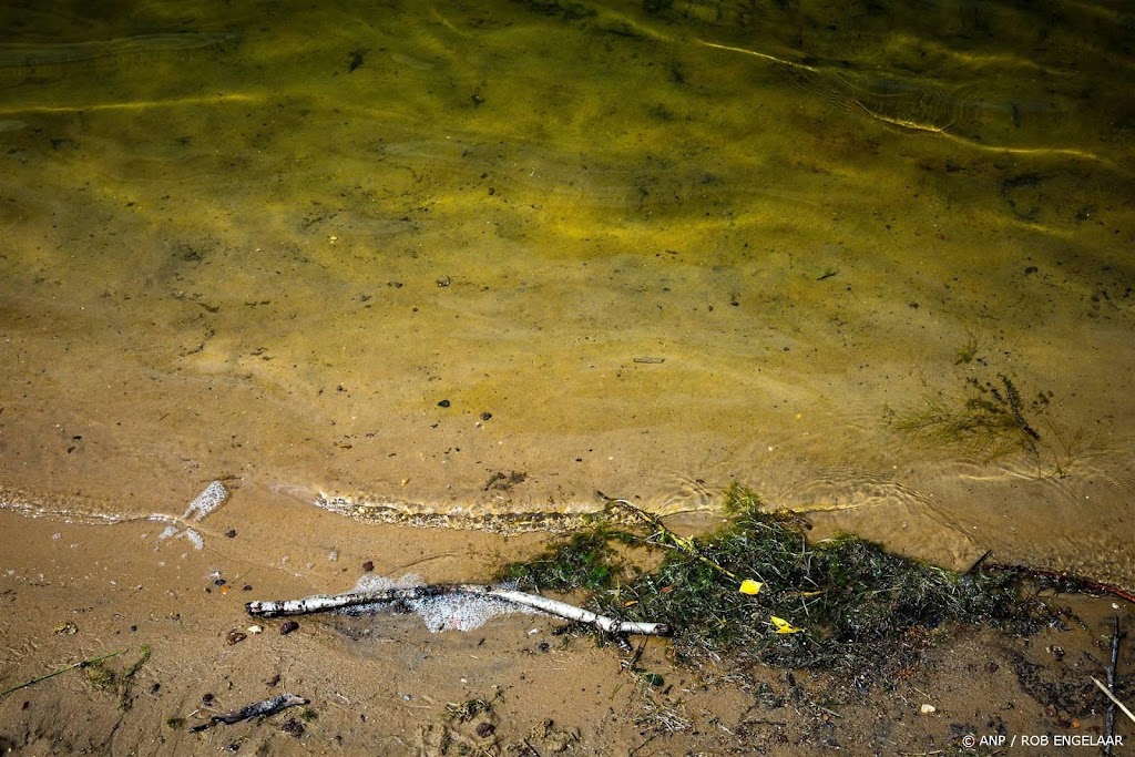 Blauwalg in zwemwater kan met warme weer snel toenemen