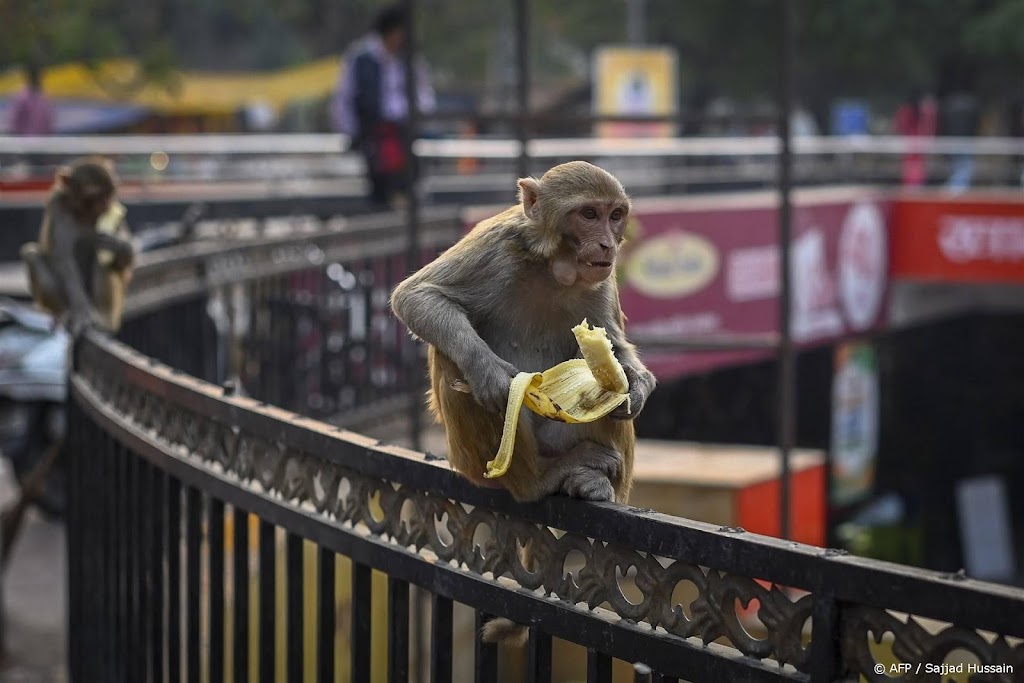 'Apenimitators' moeten G20-top in India behoeden voor overlast