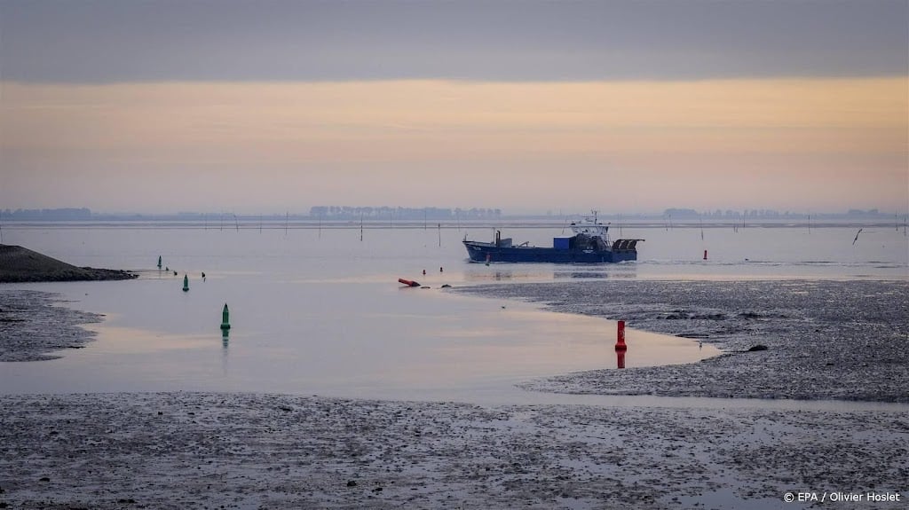 Nieuwe grote platworm opgedoken in Oosterschelde