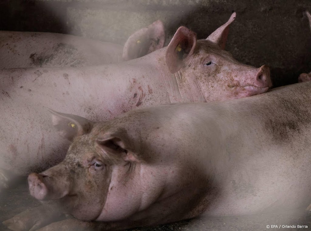 Britse varkens mogelijk afgemaakt vanwege tekort aan slagers 