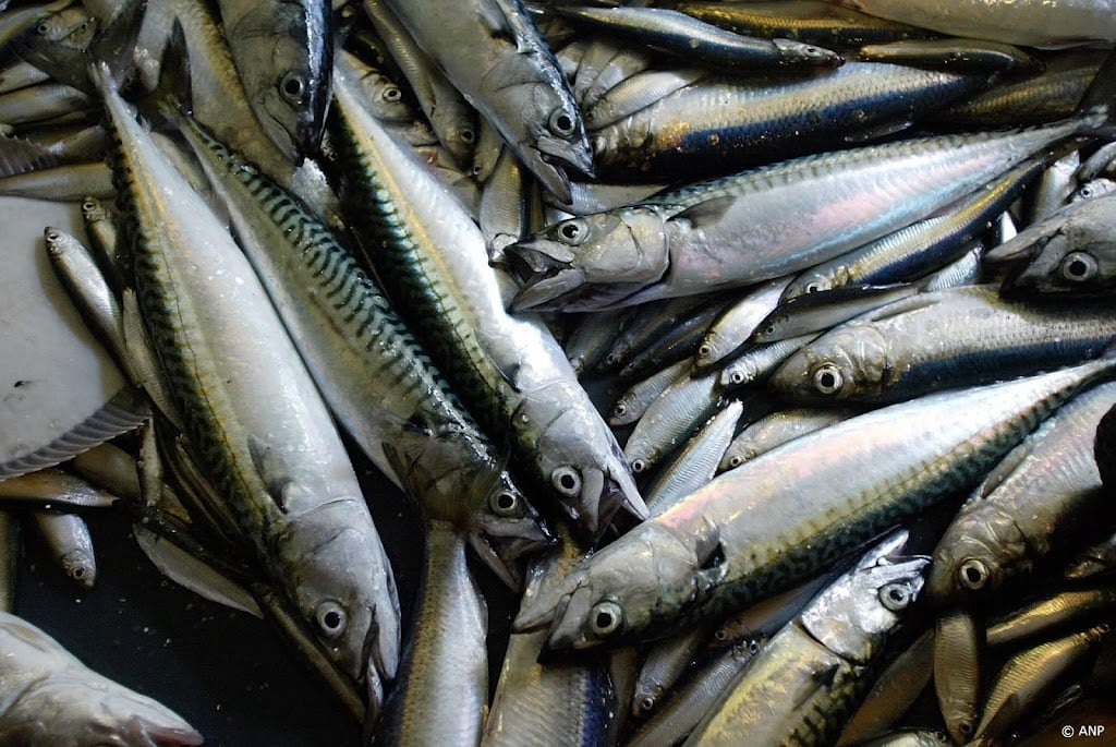 Wetenschappers en WWF: makreelvangst moet snel drastisch omlaag