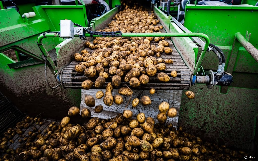 CBS: aardappeloogst even hoog als vorig jaar ondanks slecht weer
