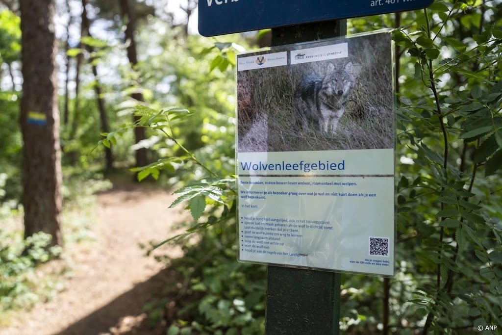 Provincies maken DNA-test minder leidend bij wolvenschade