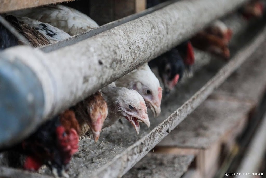Bijna 200 salmonellagevallen door kip, ook zieke in Nederland
