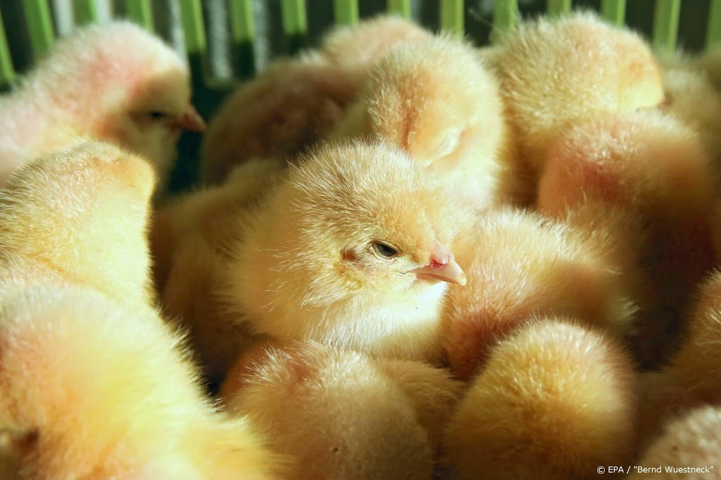 Dierenorganisaties willen verbod op vergassen hanenkuikens