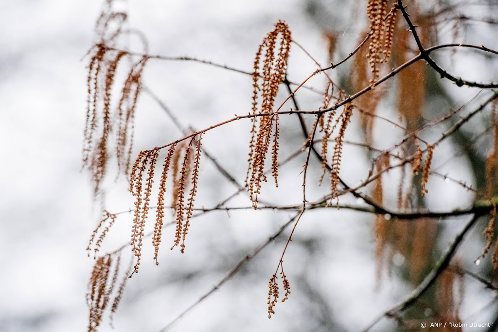 Warmste 31 januari in De Bilt ooit gemeten