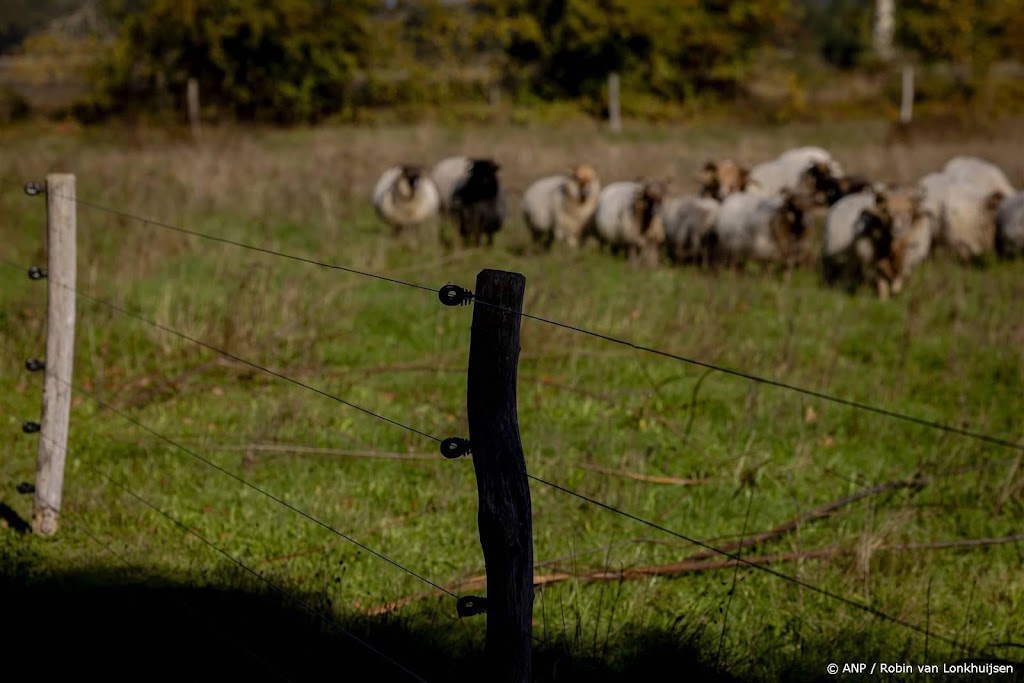 Brabant breidt subsidie voor wolfwerende maatregelen uit 