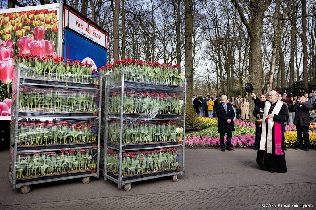 Duizenden gezegende bloemen vertrokken van Keukenhof naar Rome 