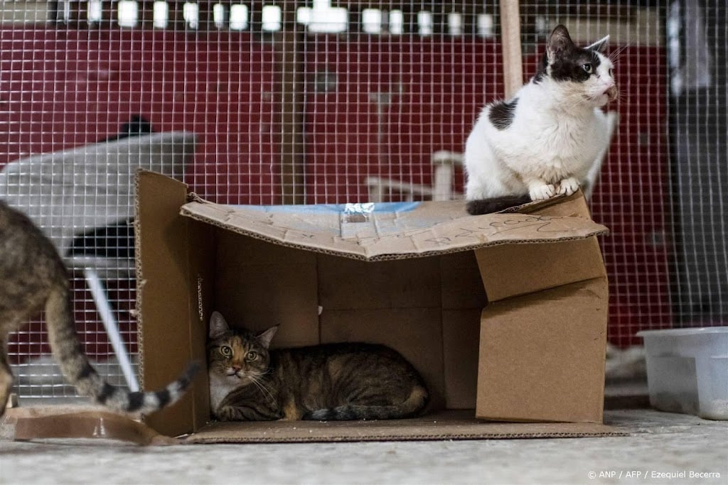 Inspectie ziet stijgend aantal meldingen van verwaarloosde dieren