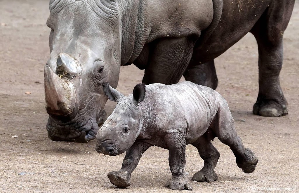 Minder neushoorns gedood in Zuid-Afrika door coronavirus