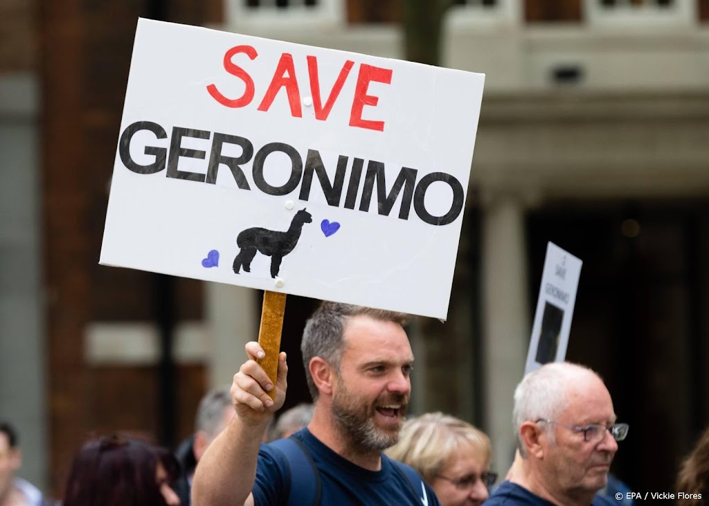 Alpaca Geronimo ondanks protesten geruimd door Britse overheid