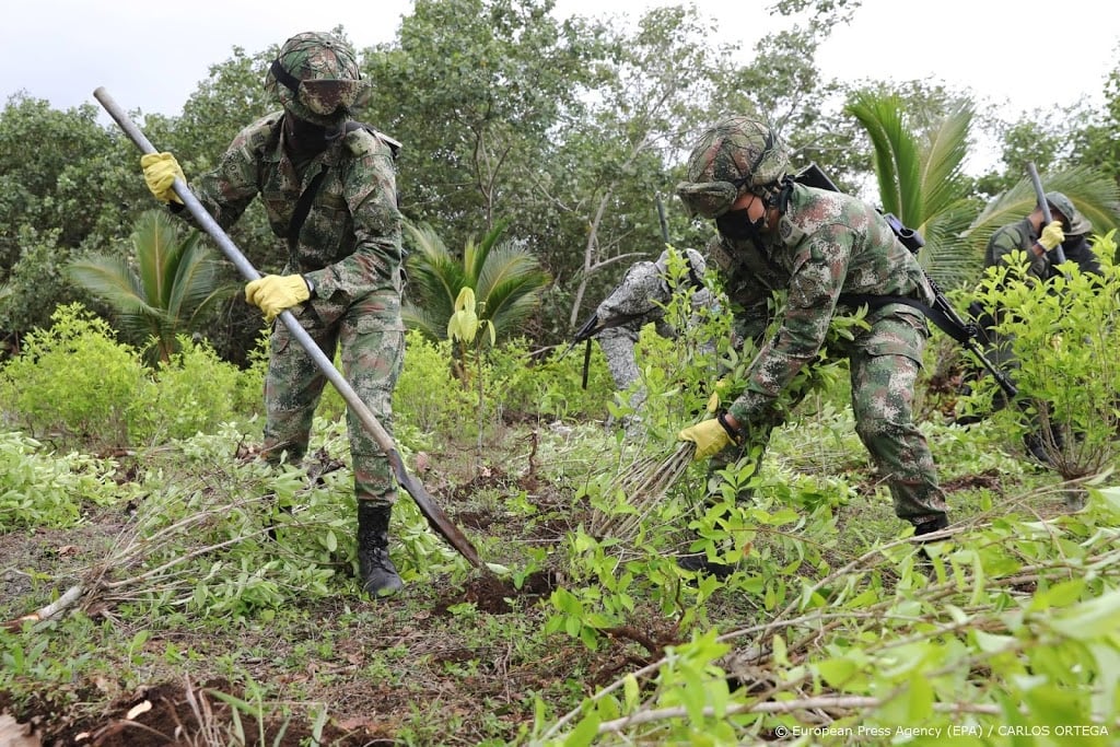 Colombia vernietigt recordhoeveelheid cocagewassen
