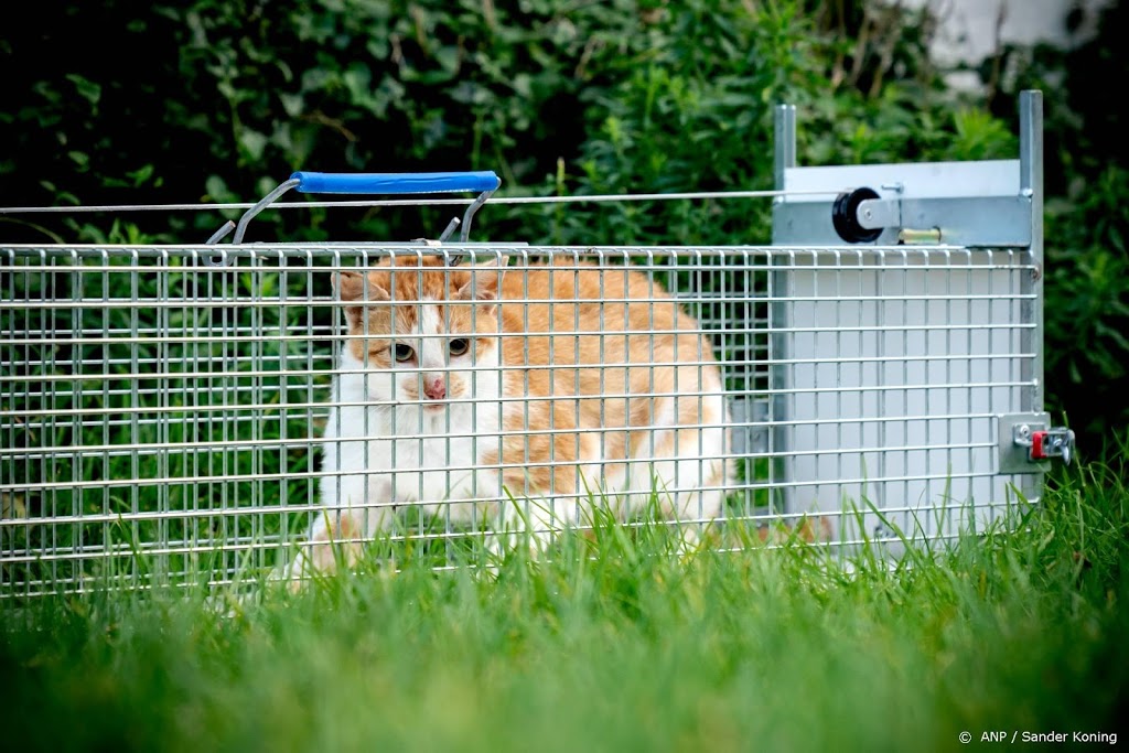 Ministers: tientallen honden en katten in Nederland hadden corona