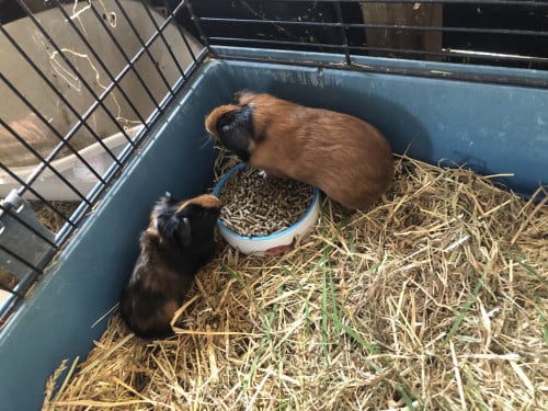Knappe baby cavia’s zoeken een 🏠