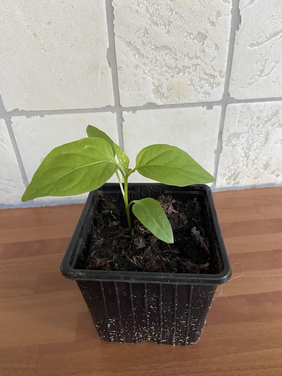 12 paprika plantjes