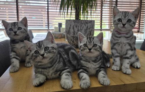 Raszuivere Brits korthaar kittens (Whiskas)