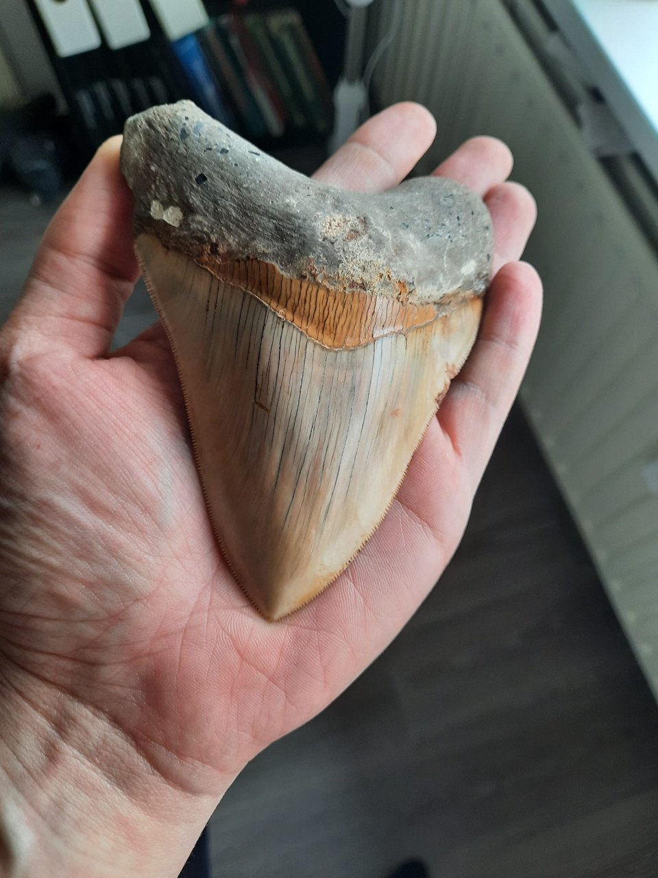 Megalodon haaien tand