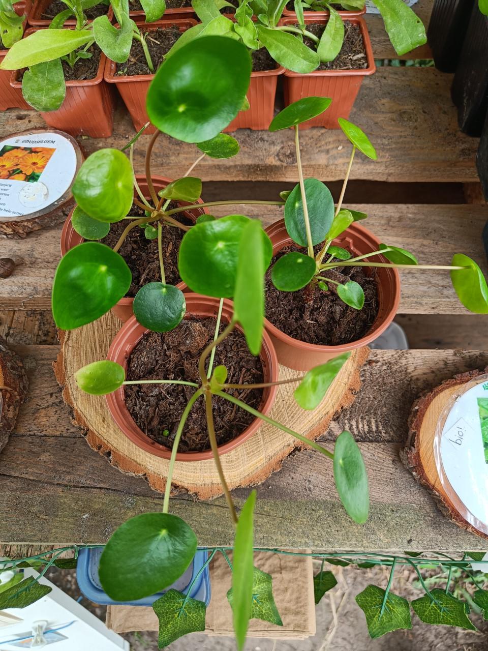 Kamerplantjes
