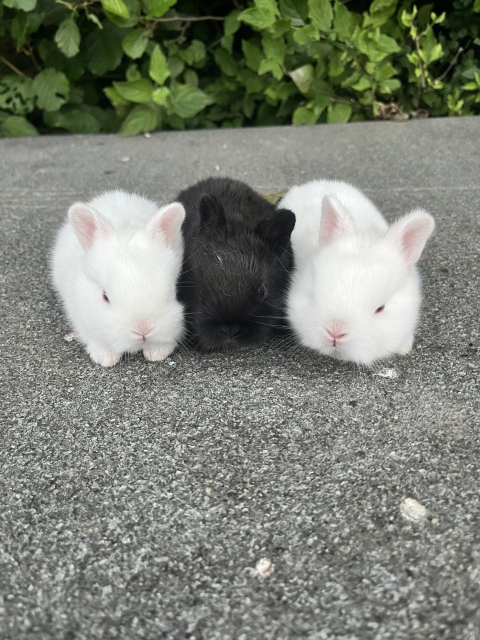 Baby konijnen