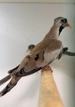 5-1 zwartmasker duif