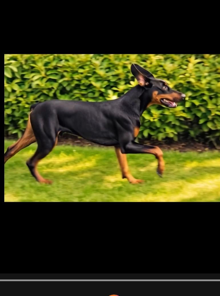 Herinnering: Je dier nog even tot leven brengen - korte animaties