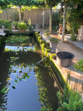 Zuurstof planten voor de vijver in mandjes