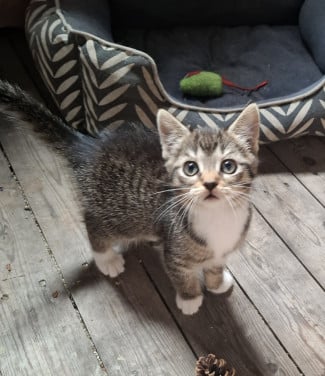 Kitten