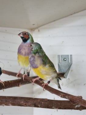 Gouldamadines