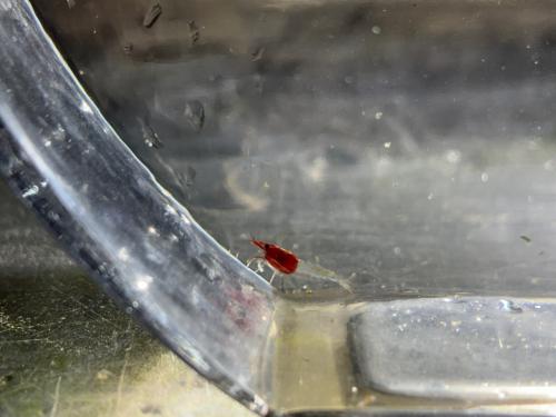Neocaridina "Rood kapje" garnalen
