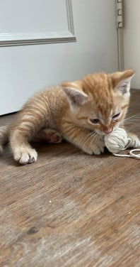 Lieve kittens