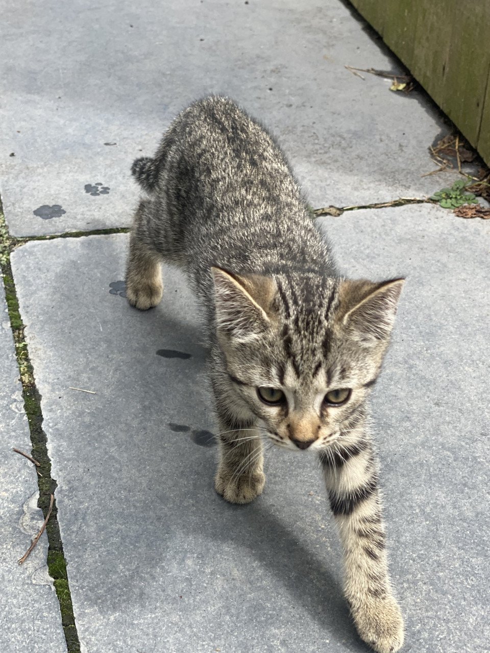 Kittens Bengaal- blauwe Rus