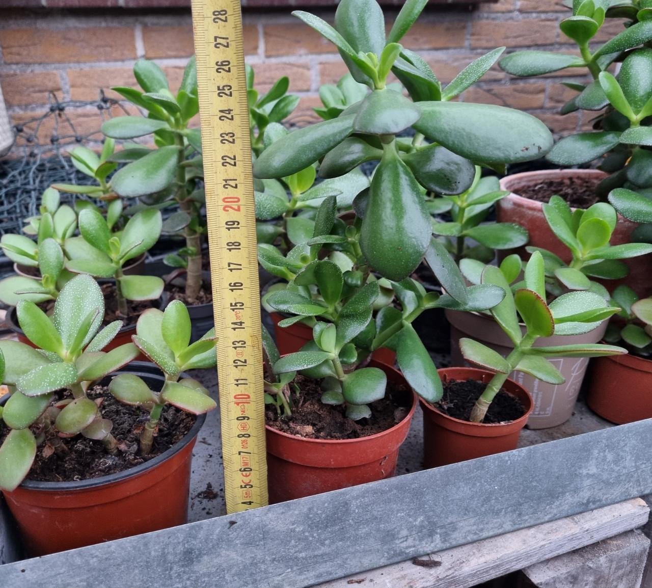 Vetplanten - jadeplanten