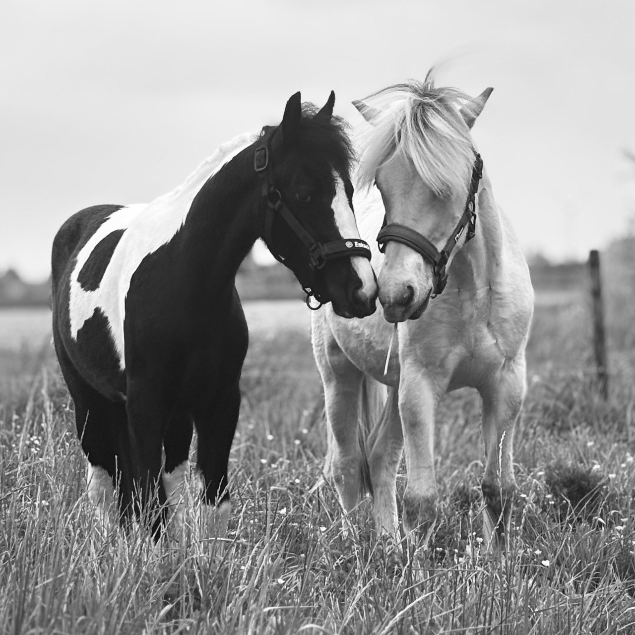 Super lieve Tinker merrie