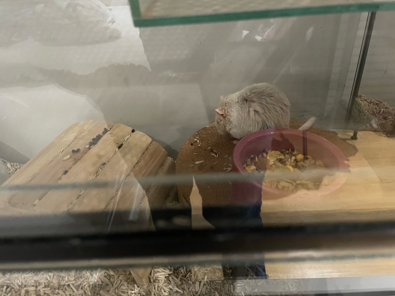 Gerbils (woestijnratjes)
