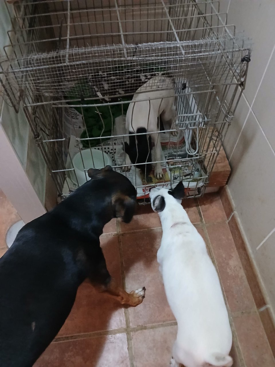 Alora Dog Rescue: Kleine Cristi liep verdwaald rond