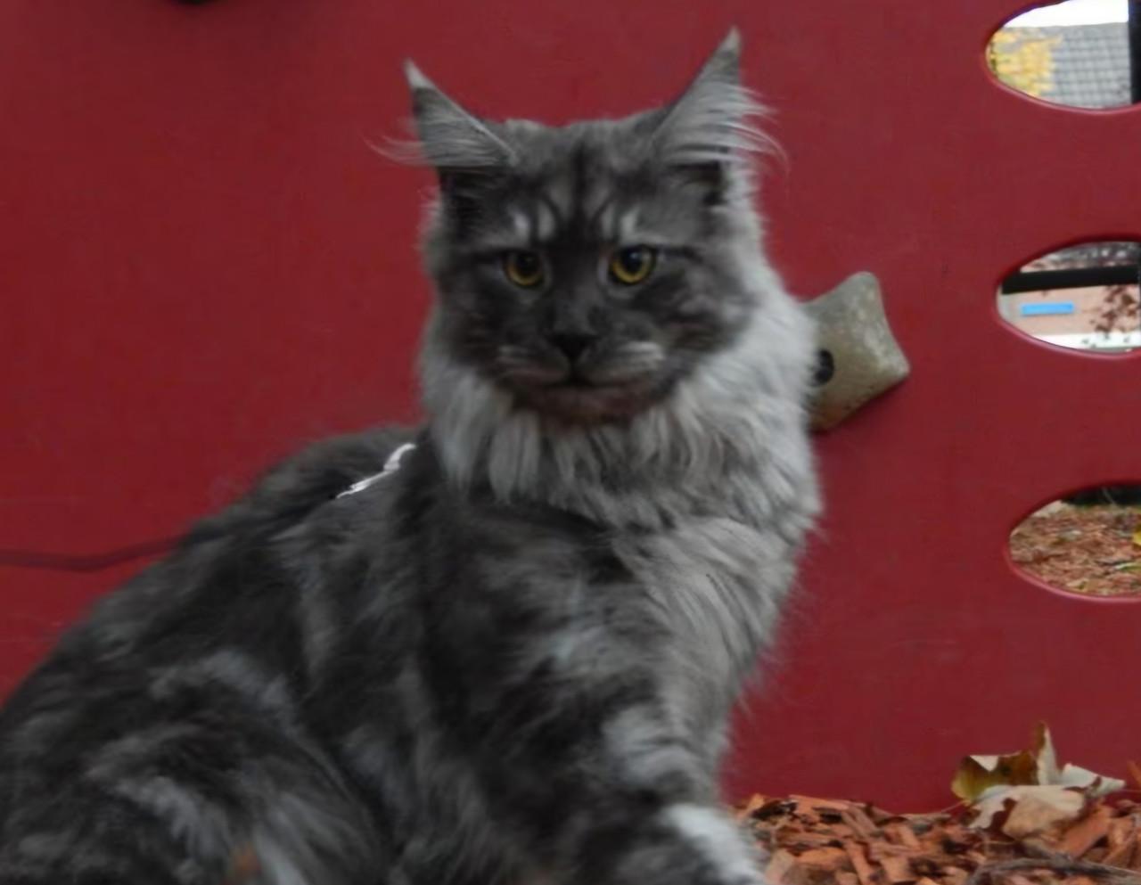 Maine coon dekker niet te koop !