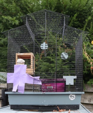 Vogelkooien