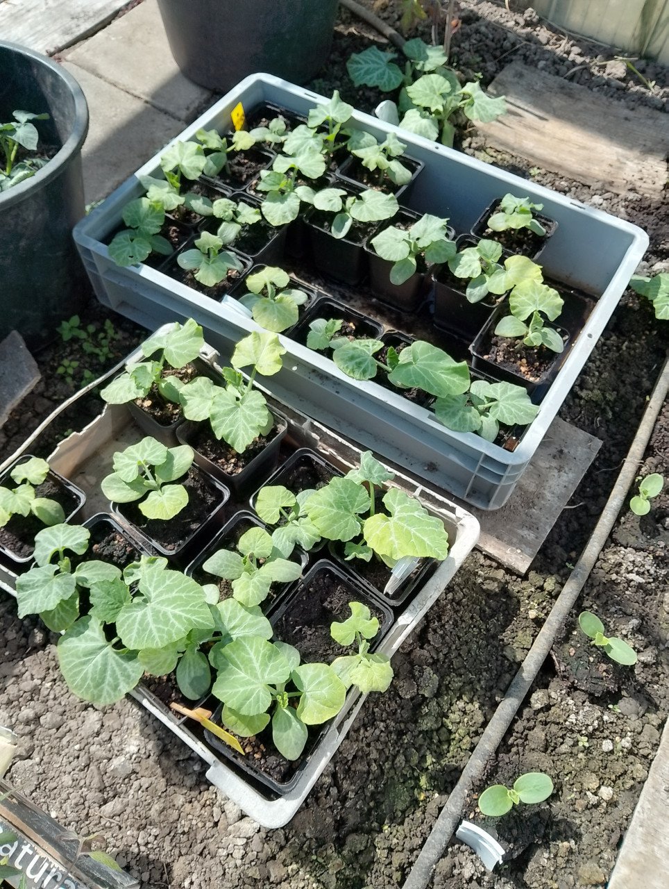 Flessenpompoen-plantjes en tomaten-en puntpaprikaplantjes voor 0.25ct p.st,