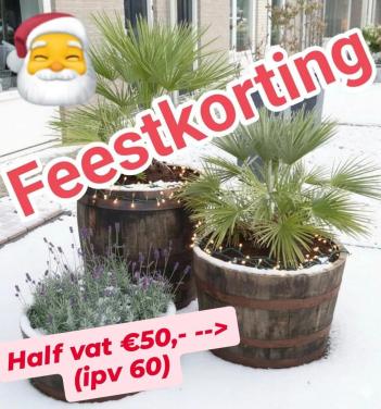 Eiken kuip - Kerstboom of Palm?