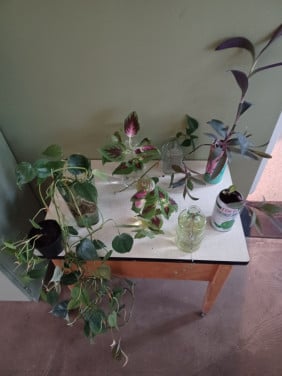 Drakenklimopstekjes, citroenplant en fluweelboomstekjes
