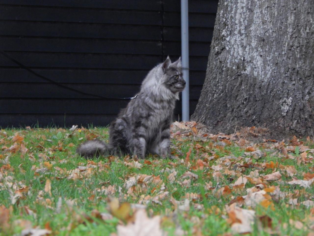 Prachtige maine coon dekkater met stamboom (niet te koop)