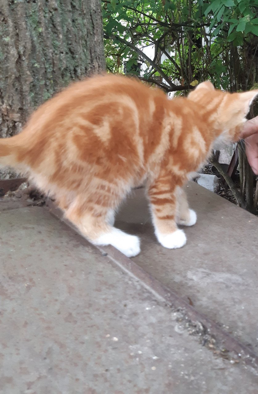 Mooie rustige Kitten