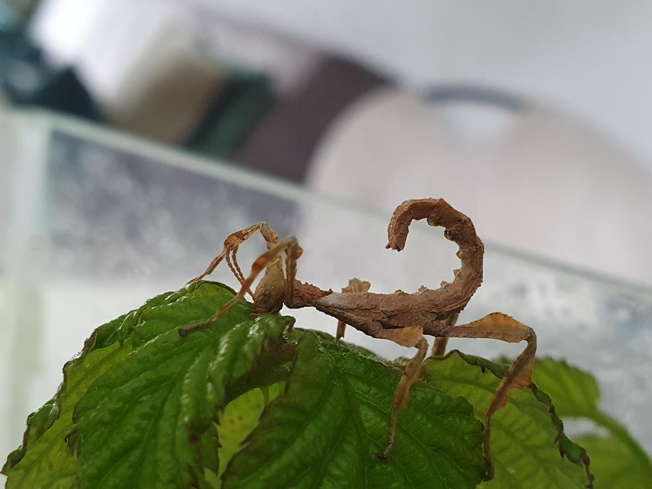 Australische Flappentak