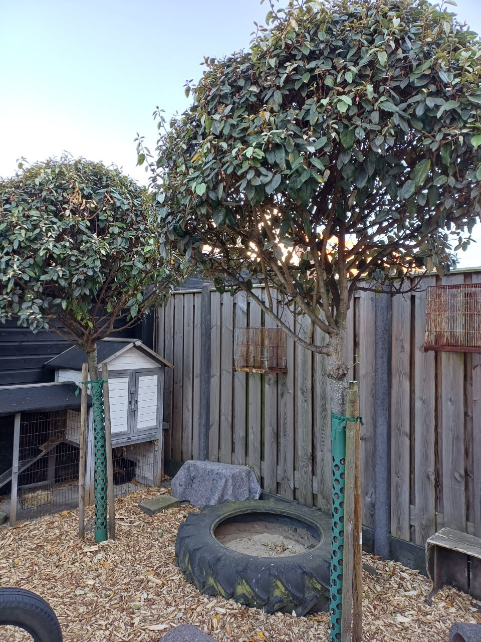 2 x Elaeagnus ebbing