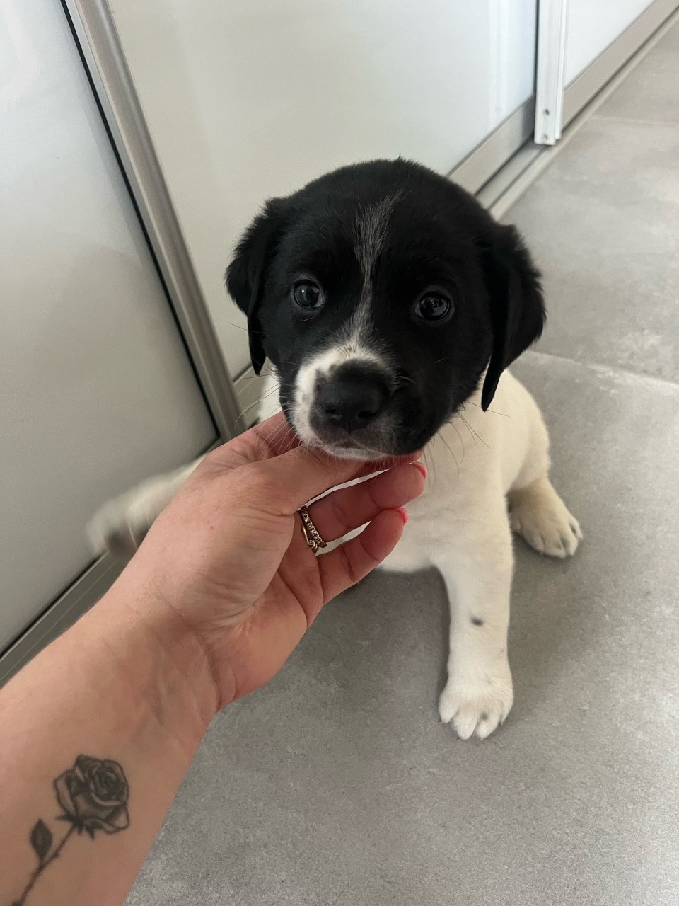 Labrador / Friese stabij puppy’s