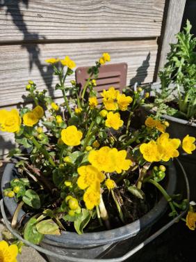 Stekjes dotterbloem inheemse waterplant