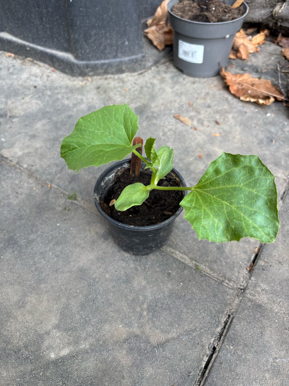 Meloen plantjes