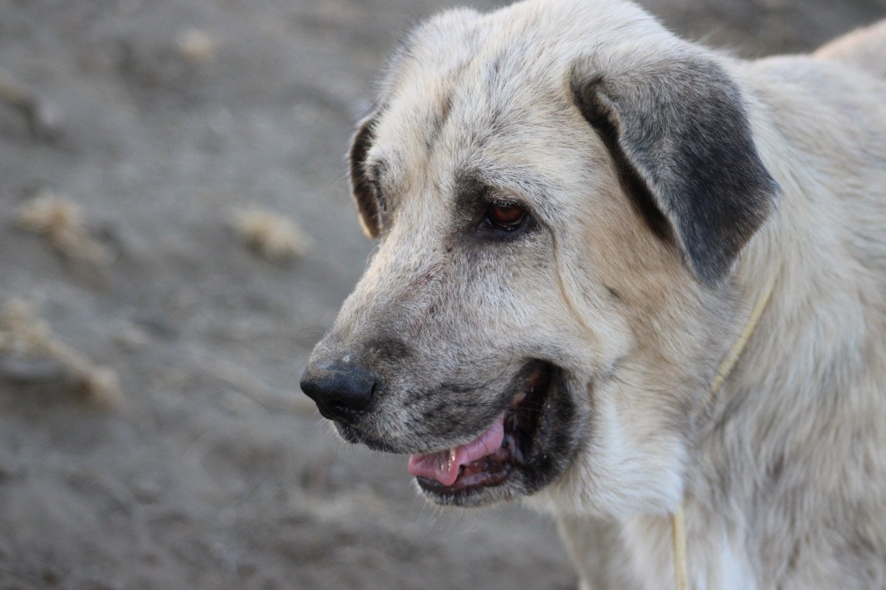 Alora Dog Rescue: Logan, grote knuffelbeer zoekt een baasje