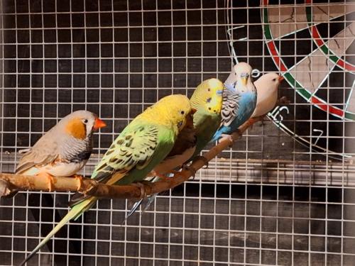 Grasparkieten verschillende kleuren